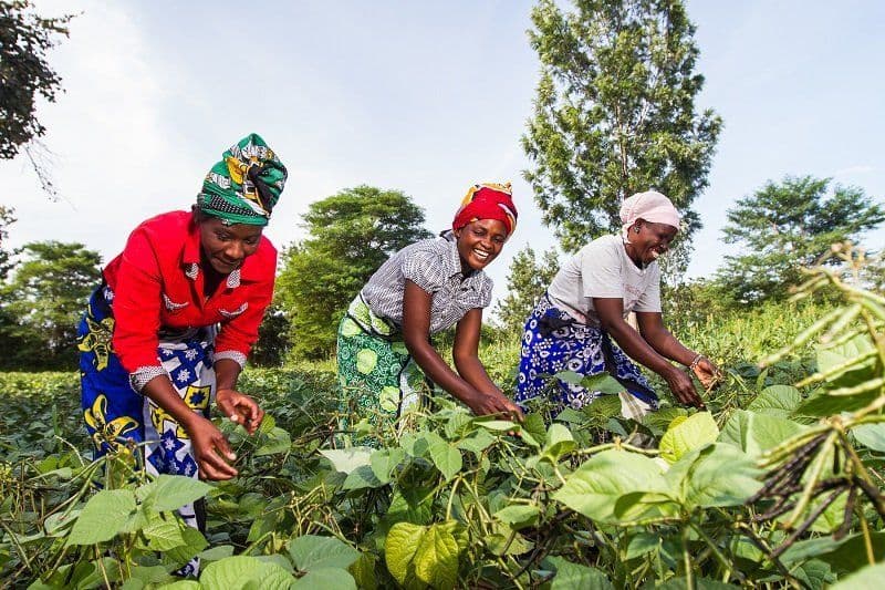 Three farmers smiling while harvesting beans together